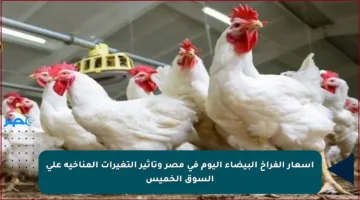أسعار الفراخ البيضاء اليوم في مصر وتأثير التغيرات المناخية على السوق الخميس